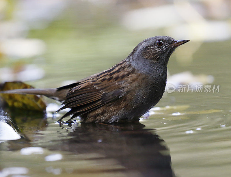 Dunnock (Pruella modularis)沐浴